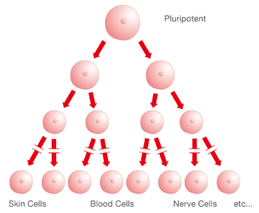 Hierarchy of Stem Cells