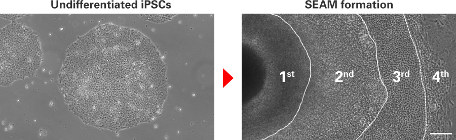 Undifferentiated iPSCs SEAM formation