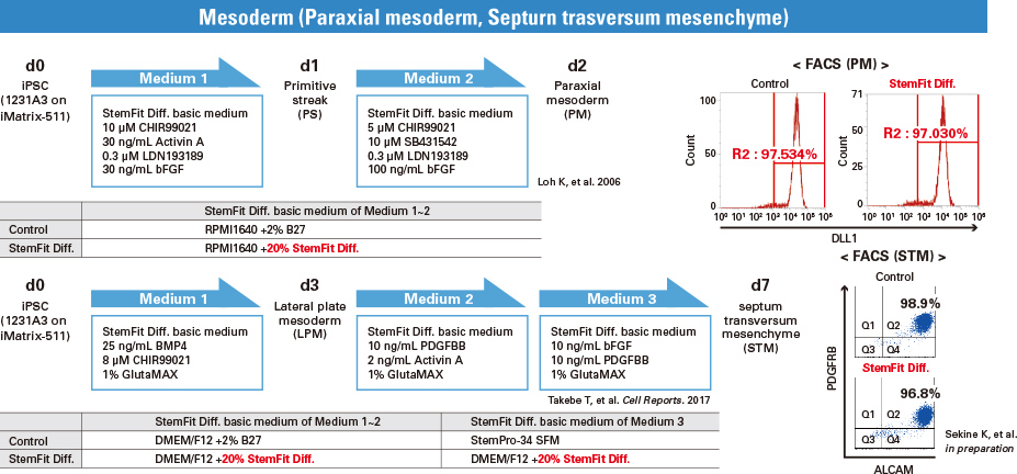 Mesoderm (Paraxial mesoderm, Septurn trasversum mesenchyme)
