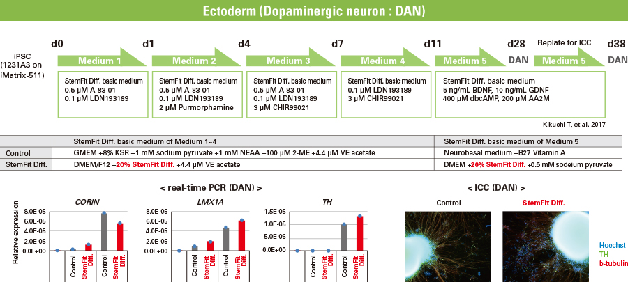 Ectoderm (Dopaminergic neuron : DAN)