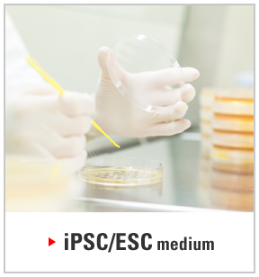 iPSC/ESC medium