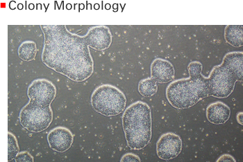 Highly stable and reproducible single-cell and feeder-free culture system